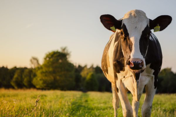 Vache en noir et blanc dans un pré au coucher du soleil, étiquettes aux oreilles, forêt en arrière-plan.