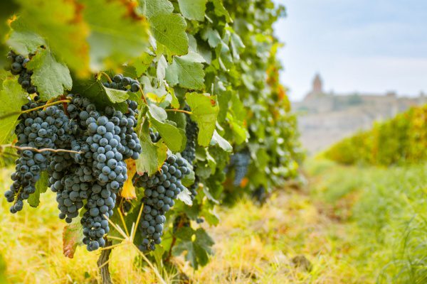 Vignes de raisin mûr dans un vignoble, avec un paysage flou en arrière-plan.