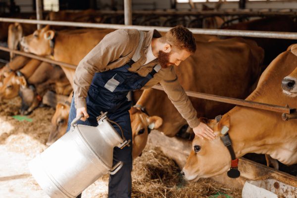 Un agriculteur en salopette nourrit et caresse des vaches brunes dans une étable.